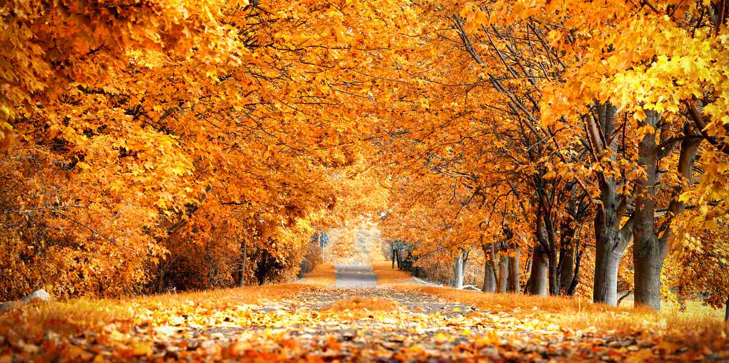 fall cleaning in frederick md